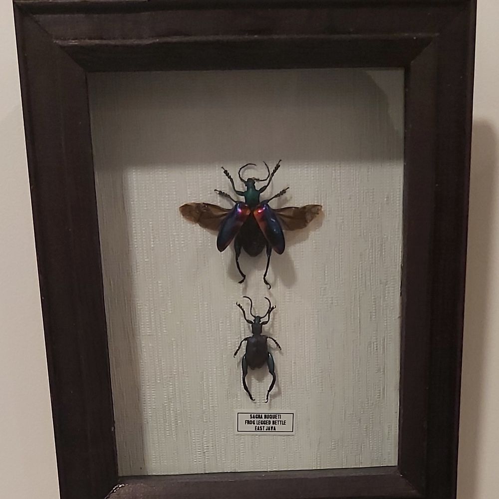 Framed Insect Display with Vibrant Colors